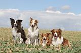 BORDER COLLIE 075